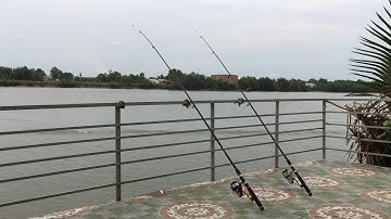 Đi câu cá ngát, cá úc, lịch củ trên sông Cần giuộc Long An