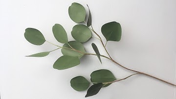ABC TV | How To Make Silver Dollar Eucalyptus From Paper - Craft Tutorial