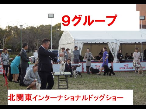 北関東インターナショナル９G  #トイグループ＃プードル