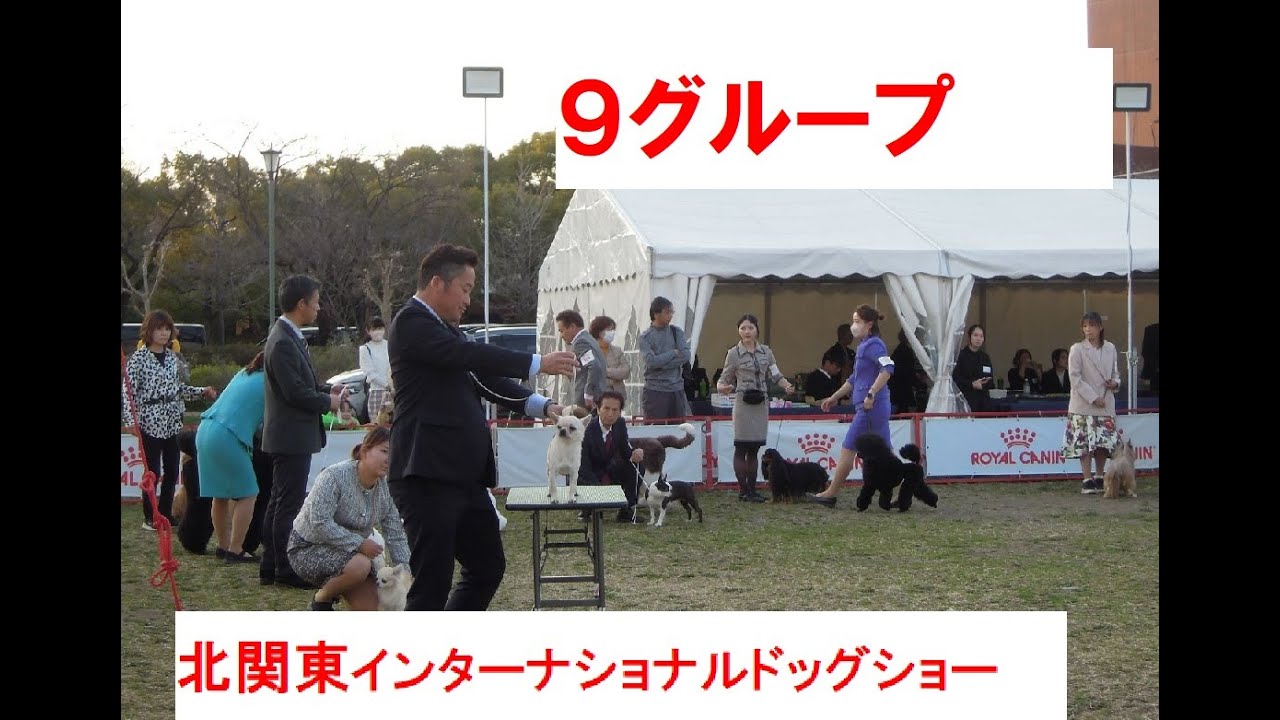 北関東インターナショナル９G  #トイグループ＃プードル