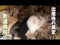 出産したばかりのママ猫に異変…急いで病院へ行ってきました【保護猫活動】