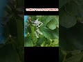 【そら豆栽培】摘花 摘蕾 摘芯して大きな豆を収穫＃そら豆栽培＃そら豆摘花＃そら豆摘芯＃shorts