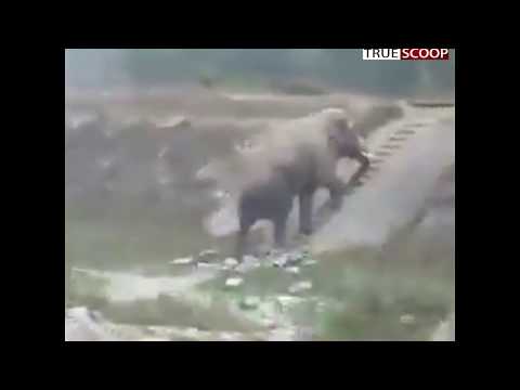 Elephant Climbs Stairs. Video goes viral