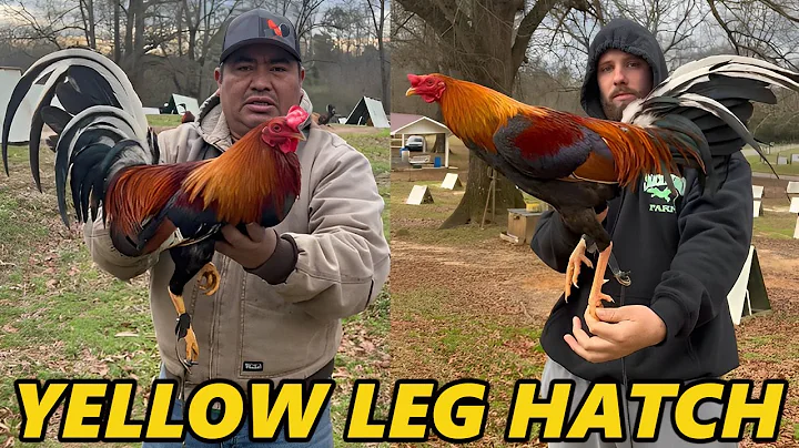 Yellow Leg Hatch Hoskins SLICK LIZARD FARM Jerry A...