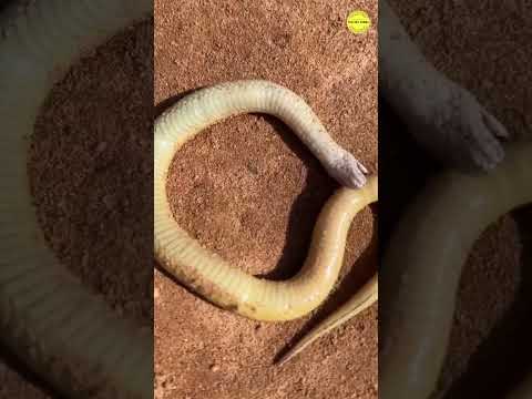 Video: Bisakah ular mengikat dirinya sendiri?