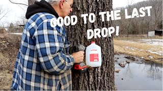 561 RSW How To Make Black Walnut Syrup and Eat It Too