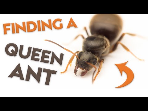 How to Find & Raise a Queen Ant