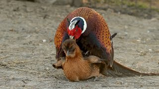 Pheasant breeding chickens (part 2)