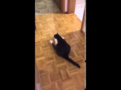 Katze Lustig - Kater Rambo rutscht auf seinem Arsch durch die Wohnung