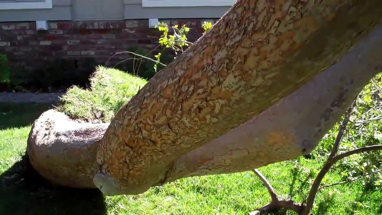 (89) Chinese Elm failure. What happened? - YouTube
