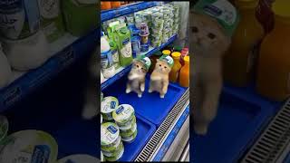 #cat #cute #kitten #kitty #pets #funny #meow #kittens Cute dancing baby kittens 🥰😍