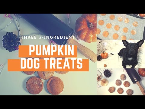 The EASIEST Three 3-ingredient Dog Treat Recipes with Pumpkin (+No Bake Option)