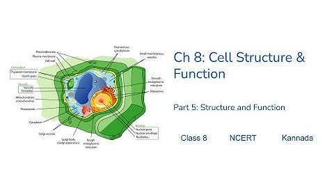 Class8- Science - Chapter8– Cell Structure and Functions -Part05 - Structure&Function#NCERT #Kannada