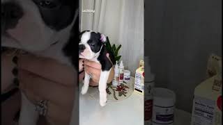Gentle ear taping  Boston Terrier puppy