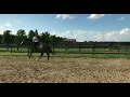 Flicka 4 year old ottb