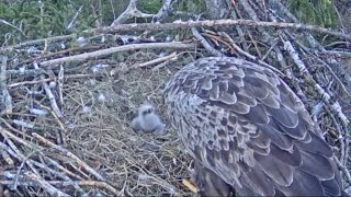 Rasene baro savu cālīti  / Rasene is feeding her chick Jūras ērgļi Ķemeru nacionālais parks  LDF