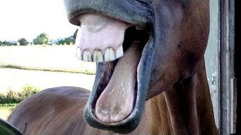 (PATCHED)HITBOX EXPANDER FORSAKEN SCRIPT[SHOWCASE!!!]