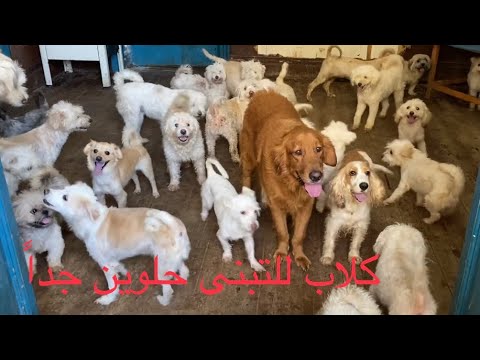 فيديو: تبني الكلب