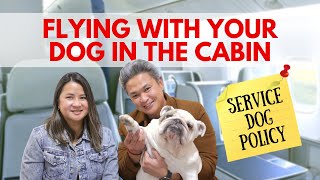 How To Fly With Your Dog In The Cabin