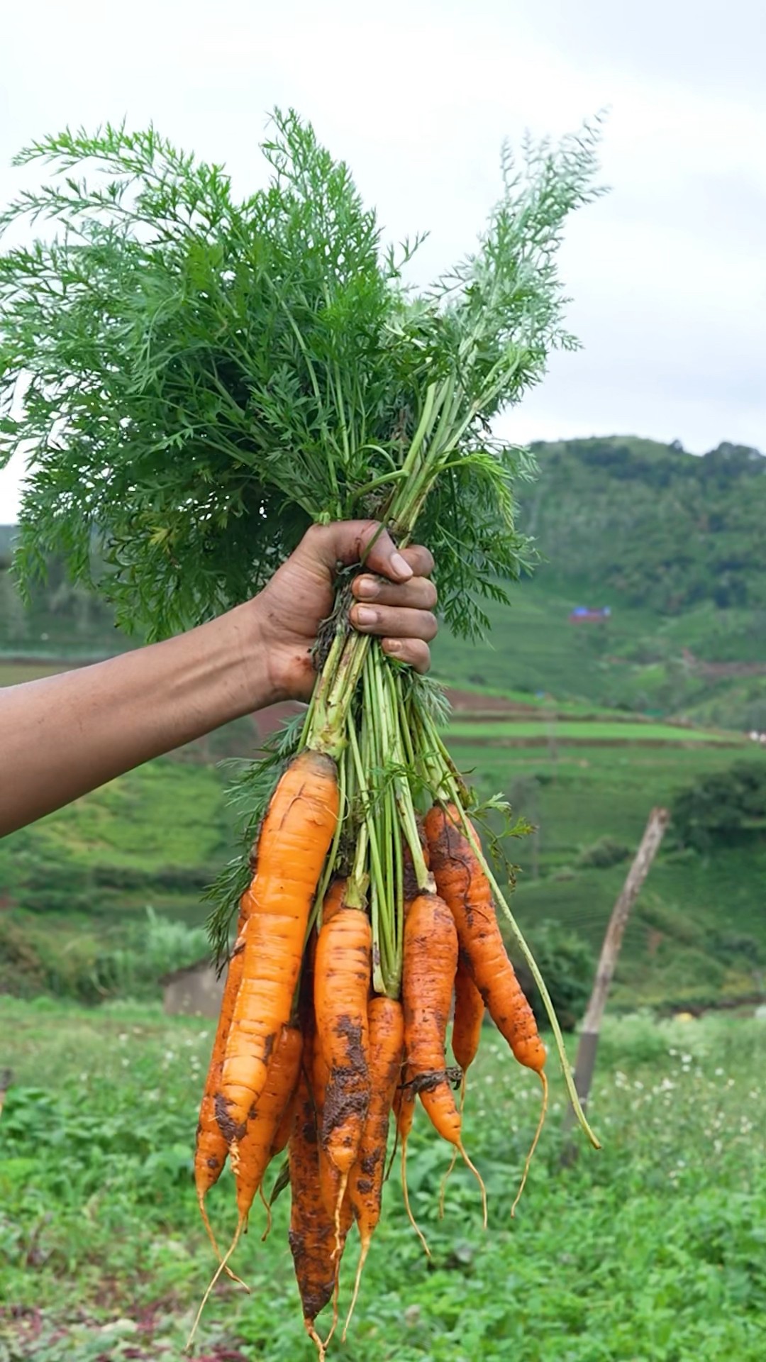 Organic Carrot Halwa #shorts
