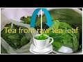 Making Tea from Fresh Raw Tea Leaves without processing