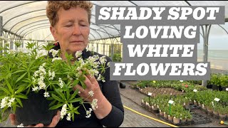 ShadeLoving Plants: The Perfumed World of White Flowers for Shady Areas!
