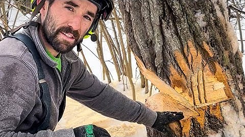 Tree Felling Technique You’re Not Using | THE TRIPLE HINGE!