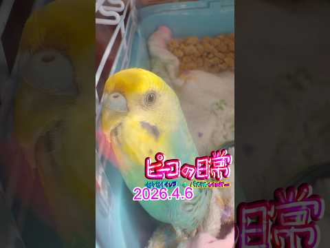 ピーコの日常〜4.6高島ちさ子プレイズ💖メンデルスゾーン🍀歌の翼に🪽🦜✨💖
