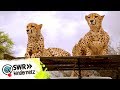 Geparden: Auf den Zahn gefühlt | OLI's Wilde Welt | SWR Kindernetz