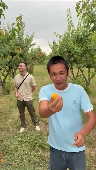 apricots harvest in Bukhara #harvest #apricots #nature