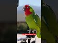 Parade Parrot | Funniest Police Drill Ever! #funny #talkingparot #comedy