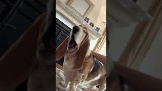 Winston BEEN spitting bars like it's nothing   #winston  #woo