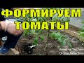 Как подвязывать, формировать и пасынковать высокорослые томаты в теплице.