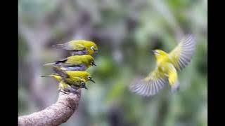 Zosterop Coloni Calling Sound