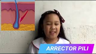 Arrector Pili