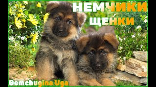 ЩЕНКИ НЕМЕЦКОЙ ОВЧАРКИ (GERMAN SHEPARD PUPPIES) ЩЕНКИ НЕМЕЦКОЙ ОВЧАРКИ (GERMAN SHEPARD PUPPIES)