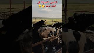 ماء الأمطار بركة وخير ماشاء الله الحياة _في المزرعة farming relaxing