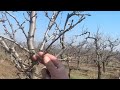 ✅❌🌳Ce Tratamente Trebuie să Facem, Sfaturi de Sezon !✅🌳🌳❌