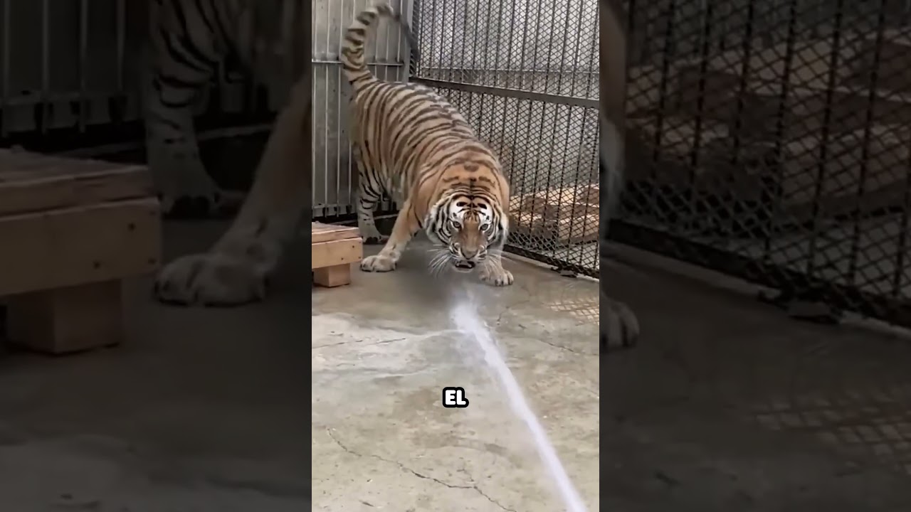 Los cuidadores de tigres hacen esto para poder bañarlos