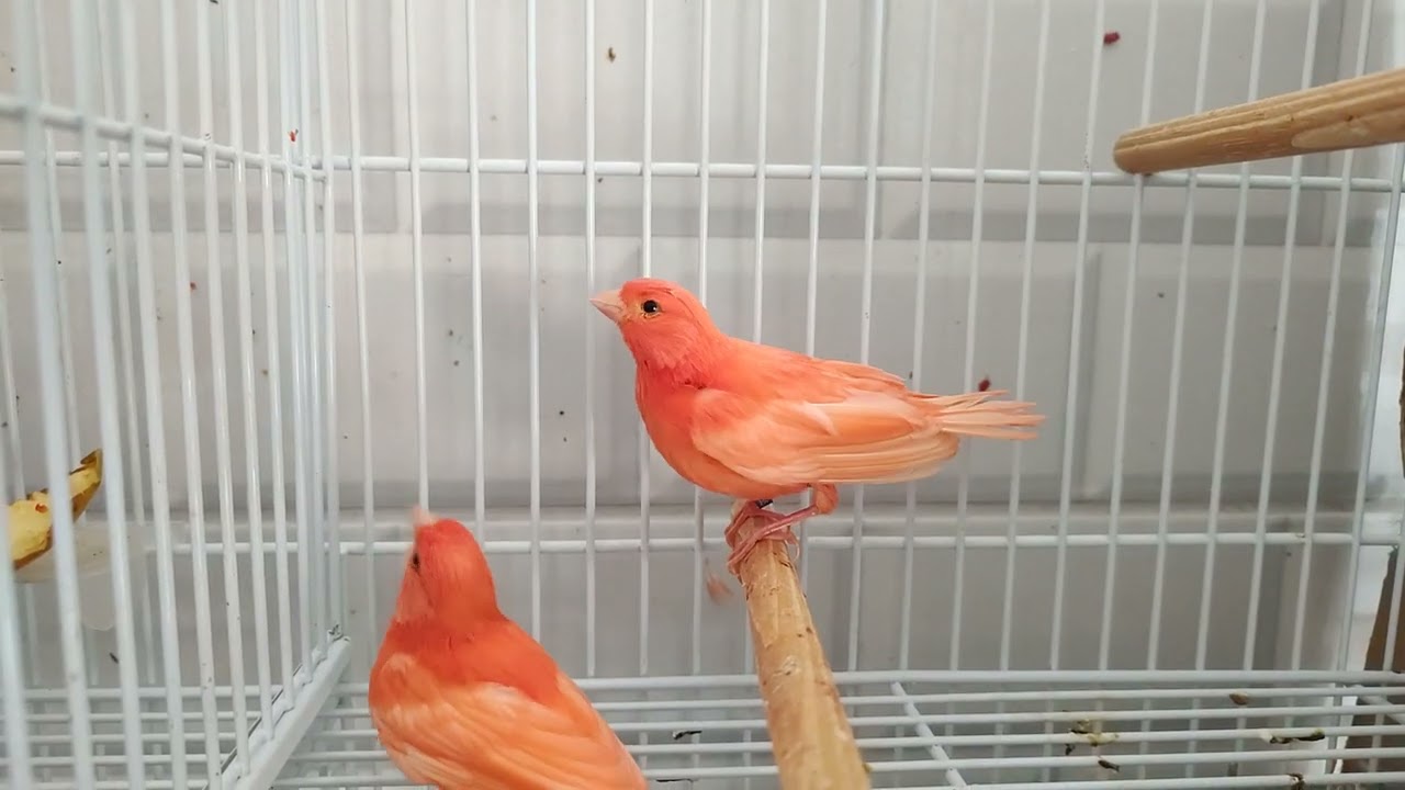 Gaiola de madeira ou de ferro?