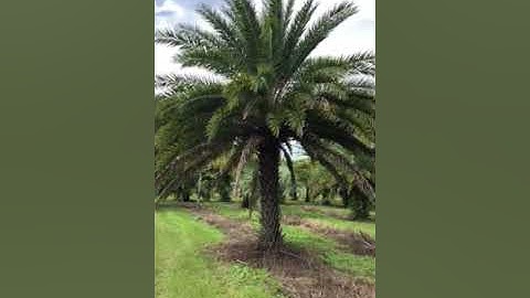 Sylvester Palm Before Diamond Cut/The Tree Planters/50 Year Experience/Planted and Guaranteed