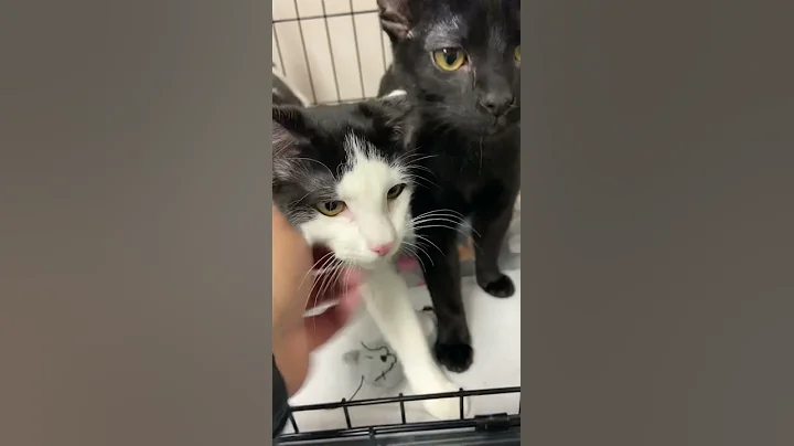 Boo and Moo