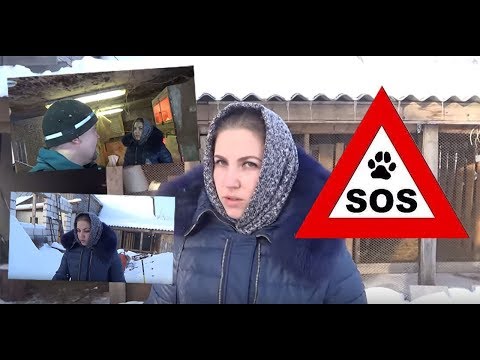 SOS!! НАШУ ФЕРМУ АТАКУЮТ / ЧТО ДЕЛАТЬ?