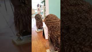 Adorable Owl Checks Itself Out In Mirror! #Nature #Owls #Shorts