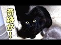 心を鬼にして野良猫達を教育！自分でも信じられない結果に成りました！