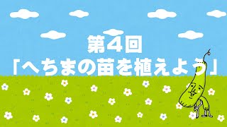 【初心者向け】いやな虫を寄せ付けない！へちまの苗の植え方～ご家庭での定植方法（ヘチマチャンネル④）