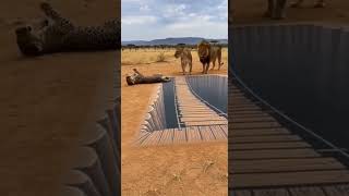 Live Savanna Show A Thrilling Comedy Starring A Leopard