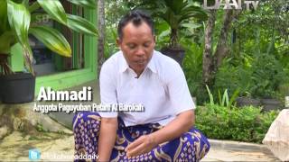 DAAI TV Lokalvora 'Berkah Beras Organik'