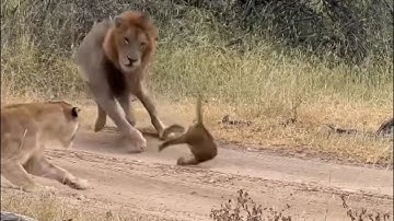 male lion attacking the lion cub protect by  mother lion video