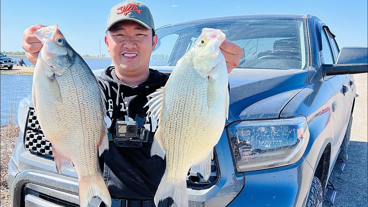 North Dakota Big Mama White Bass! 